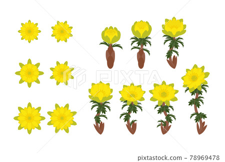 Kitami Amur adonis set 78969478