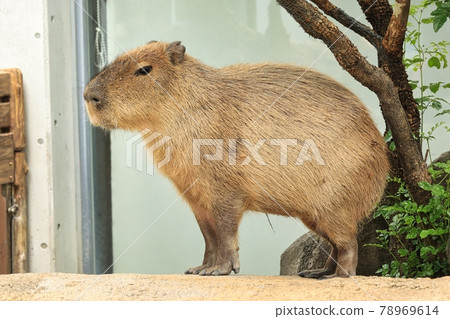 Cute Kapibara standing with no expression 78969614