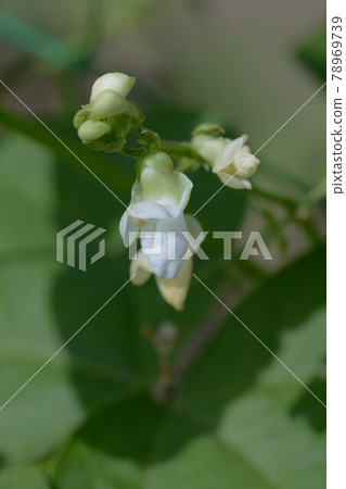 Home garden, bean flowers and fruits 78969739