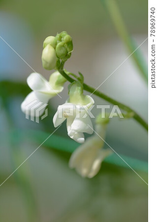 Home garden, bean flowers and fruits Home garden, bean flowers and fruits 78969740