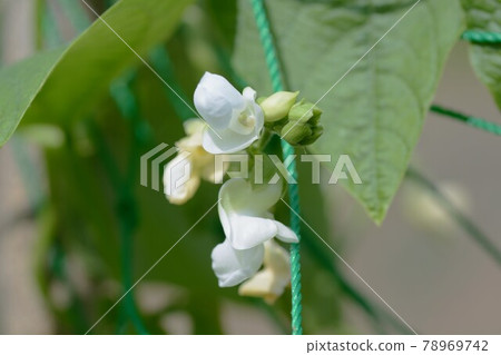Home garden, bean flowers and fruits 78969742