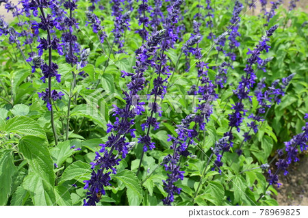 Lavender sage flower (Lamiaceae) 78969825
