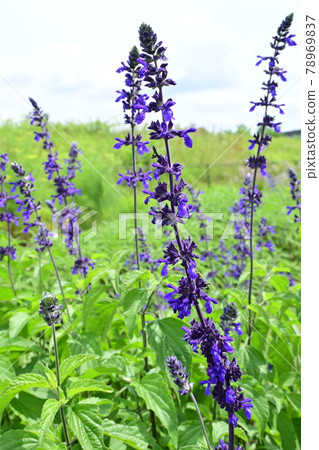 Lavender sage flower (Lamiaceae) 78969837