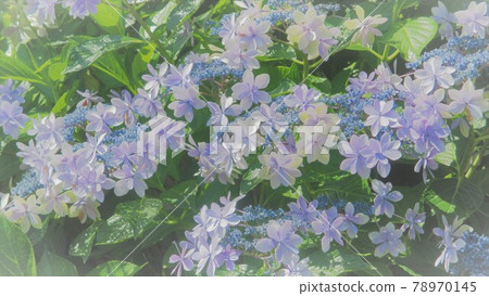 背景繡球花。淺粉色或藍色。 背景繡球花。淺粉色或藍色。 78970145