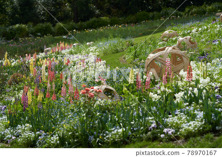 Beautiful flowers such as lupines are in bloom Beautiful flowers such as lupines are in bloom 78970167