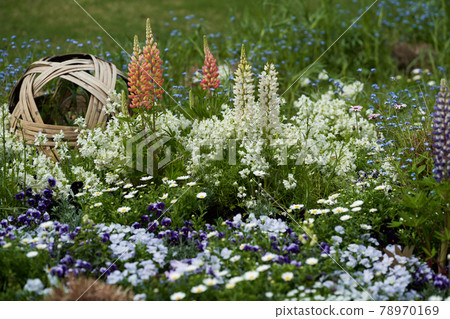 Beautiful flowers such as lupines are in bloom Beautiful flowers such as lupines are in bloom 78970169