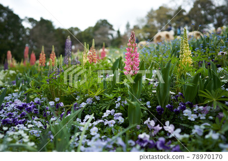 Beautiful flowers such as lupines are in bloom Beautiful flowers such as lupines are in bloom 78970170
