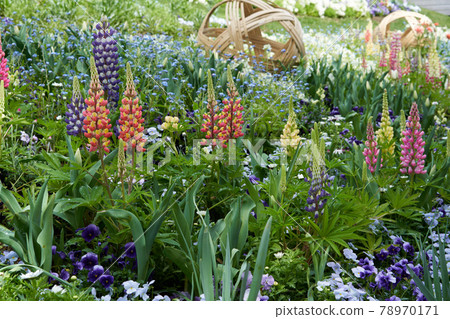 Beautiful flowers such as lupines are in bloom Beautiful flowers such as lupines are in bloom 78970171