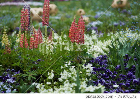 Beautiful flowers such as lupines are in bloom 78970172