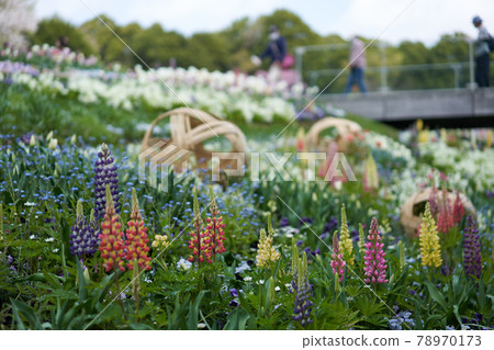 Beautiful flowers such as lupines are in bloom 78970173