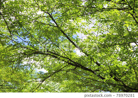 Brilliant fresh green Brilliant fresh green 78970281