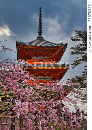 Kiyomizu-dera Sakura 2021 Spring after construction 78970336