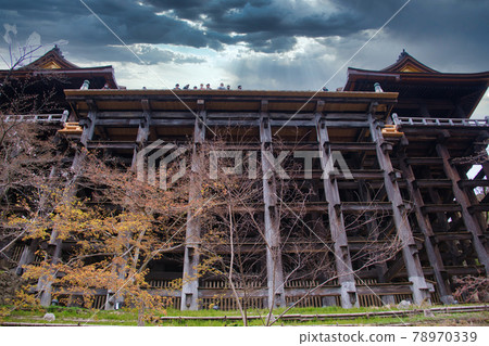 建設後的清水寺櫻花2021春 建設後的清水寺櫻花2021春 78970339