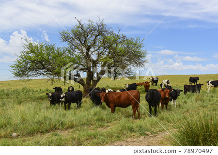 Steers fed on pasture, La Pampa, Argentina Steers fed on pasture, La Pampa, Argentina 78970497