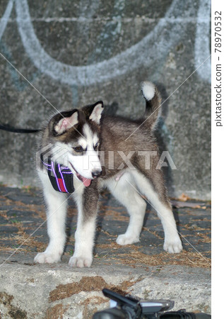 a cute puppy husky  78970532