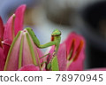 A mantis that perches on a flower that feels like it's called out and turned around 78970945