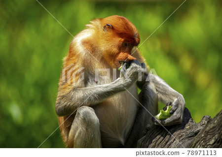 馬來西亞 動物 長鼻猴 マレーシア 動物 テングザル Malaysia Monkey 照片素材 圖片 圖庫