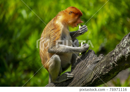 malaysia, animal, proboscis monkey, malaysian, animal, テングザル, malaysia,monkey, malaysia, animal, proboscis monkey, malaysian, animal, テングザル, malaysia,monkey, 78971116