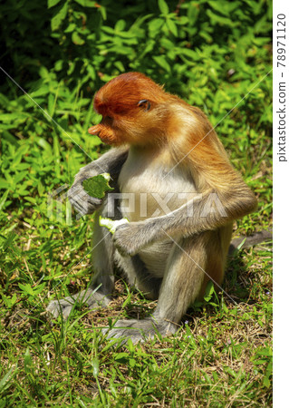 馬來西亞,動物,長鼻猴,マレーシア、動物、テングザル、Malaysia,monkey, 馬來西亞,動物,長鼻猴,マレーシア、動物、テングザル、Malaysia,monkey, 78971120
