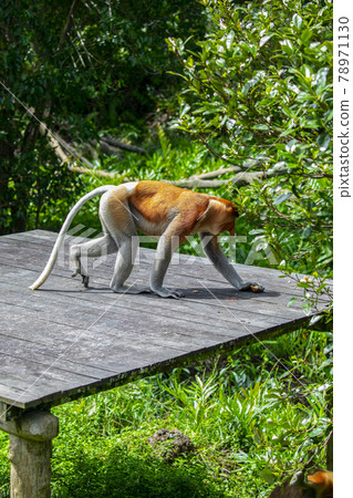 馬來西亞 動物 長鼻猴 マレーシア 動物 テングザル Malaysia Monkey 照片素材 圖片 圖庫 馬來西亞 動物 長鼻猴 マレーシア 動物 テングザル Malaysia Monkey 照片素材 圖片 圖庫