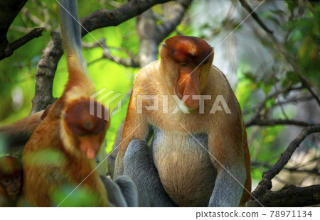 馬來西亞,動物,長鼻猴,マレーシア、動物、テングザル、Malaysia,monkey, 馬來西亞,動物,長鼻猴,マレーシア、動物、テングザル、Malaysia,monkey, 78971134