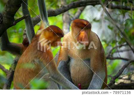 馬來西亞,動物,長鼻猴,マレーシア、動物、テングザル、Malaysia,monkey, 馬來西亞,動物,長鼻猴,マレーシア、動物、テングザル、Malaysia,monkey, 78971136
