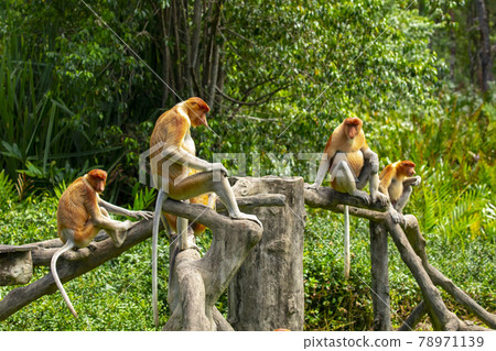 馬來西亞 動物 長鼻猴 マレーシア 動物 テングザル Malaysia Monkey 照片素材 圖片 圖庫 馬來西亞 動物 長鼻猴 マレーシア 動物 テングザル Malaysia Monkey 照片素材 圖片 圖庫