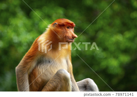馬來西亞 動物 長鼻猴 マレーシア 動物 テングザル Malaysia Monkey 照片素材 圖片 圖庫