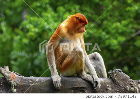 馬來西亞 動物 長鼻猴 マレーシア 動物 テングザル Malaysia Monkey 照片素材 圖片 圖庫