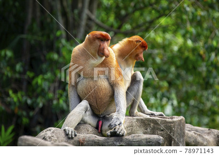 馬來西亞 動物 長鼻猴 マレーシア 動物 テングザル Malaysia Monkey 照片素材 圖片 圖庫