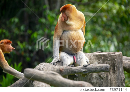 malaysia, animal, proboscis monkey, malaysian, animal, テングザル, malaysia,monkey, 78971144