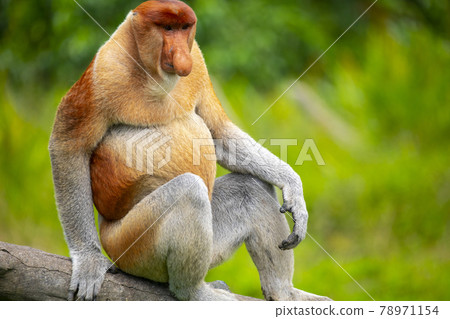 馬來西亞 動物 長鼻猴 マレーシア 動物 テングザル Malaysia Monkey 照片素材 圖片 圖庫 馬來西亞 動物 長鼻猴 マレーシア 動物 テングザル Malaysia Monkey 照片素材 圖片 圖庫