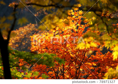 美麗的日光秋葉，日本秋天的代名詞 78971327