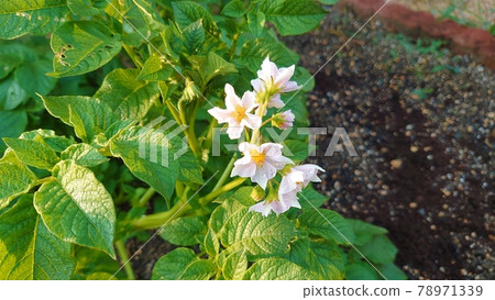 菜園裡種植的馬鈴薯 (Kitaakari) 花 3 78971339