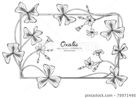 Oxalis flower and leaf hand drawn botanical illustration with line art. 78971498