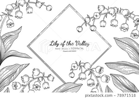 Lily of the valley flower and leaf hand drawn botanical illustration with line art. 78971518