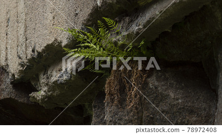 Battlefields, swedish naval base, North of Sweden, Boden, plants on stone 78972408