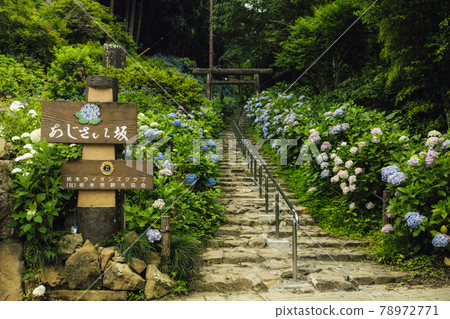 [Tochigi Prefecture] Mt. Taihei Hydrangea Slope Unmanned 78972771
