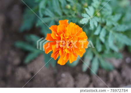 Marigold  78972784