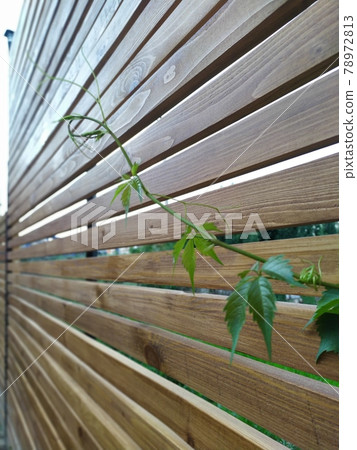 wooden fence with green branch of grapes wooden fence with green branch of grapes 78972813