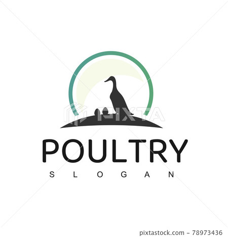Poultry Logo Design Template 78973436