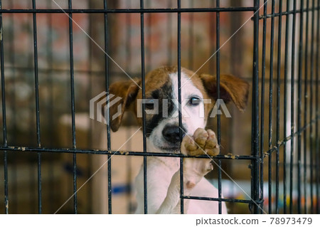 獲救的小狗想從籠子裡出來(動物保護) 獲救的小狗想從籠子裡出來(動物保護) 78973479