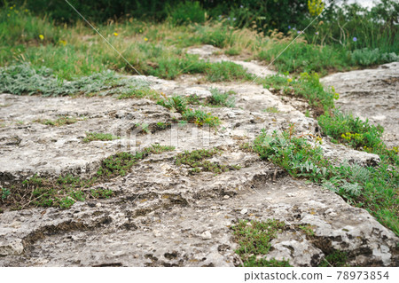 Hiking through the alpine meadows filled with wildflowers. 78973854