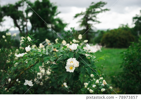 Wild flowers at sunset in the mountains. Wild flowers at sunset in the mountains. 78973857