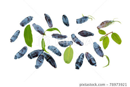 Blue Honeysuckle berry, woodbine. 78973921