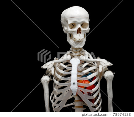 Skeleton 78974128