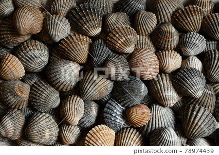 Brown and gray seashells Brown and gray seashells 78974439