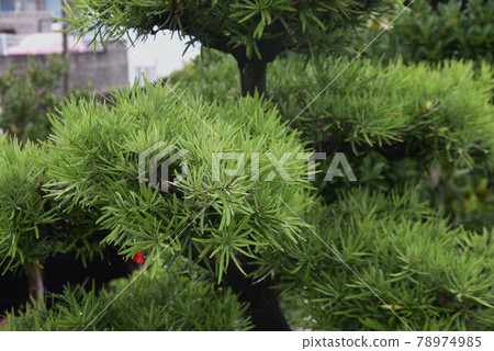 Inumaki leaves and fruits 78974985