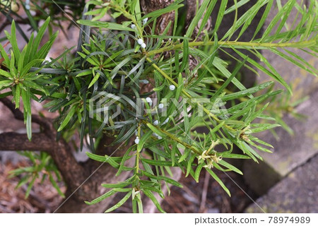 Inumaki leaves and fruits 78974989
