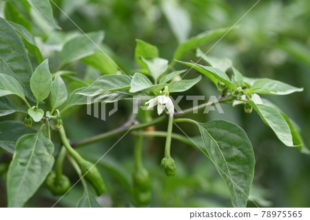 Shishito pepper cultivation 78975565